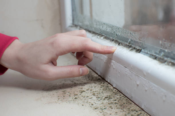 Best Mold Documentation for Insurance Claims  in Tabor City, NC